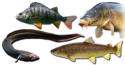 Zielfische